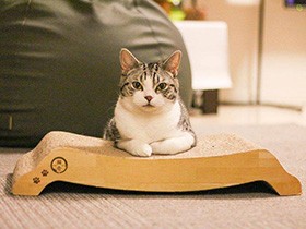 今朝のニュースは…　アナウンサーみたいなマンチカン「コユキ」