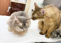 兄猫・コンタくんは、いつも診察中、ハナちゃんをなぐさめて落ち着かせてくれます（画像提供：とりゆねこさん）