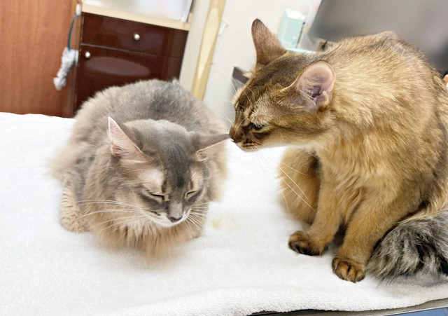 兄猫・コンタくんは、いつも診察中、ハナちゃんをなぐさめて落ち着かせてくれます（画像提供：とりゆねこさん）