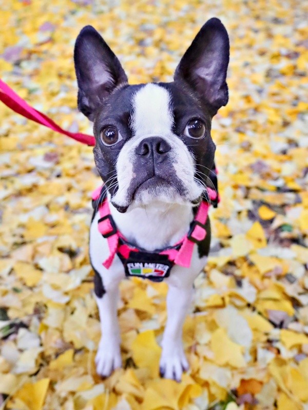 お散歩を楽しむチャビィくん（画像提供：チャビィ Chabyさん）