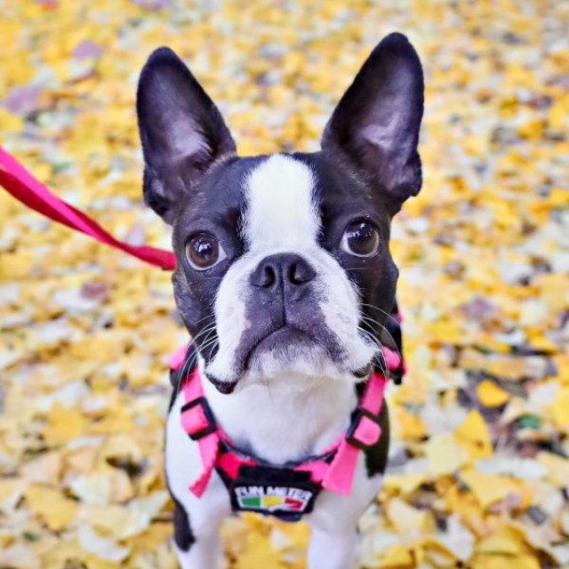 お散歩を楽しむチャビィくん（画像提供：チャビィ Chabyさん）