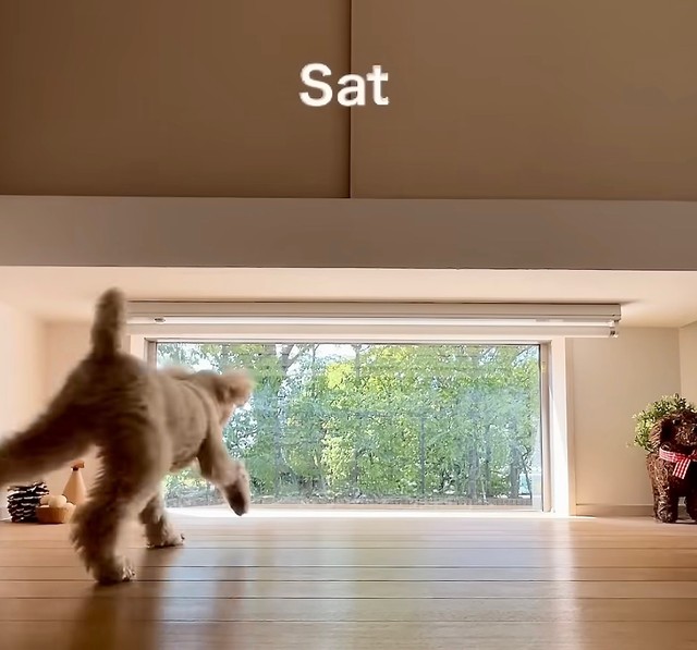 土曜日も張り切ってお出迎え！（提供：@vngomanori503さん）