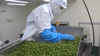 「新漬けオリーブ」の袋詰め作業が本格化している香川県小豆島町の「東洋オリーブ」