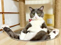 「中に人はいってる？」 ぐでーんと座るごましおくん（画像提供：わがやのねこさん）