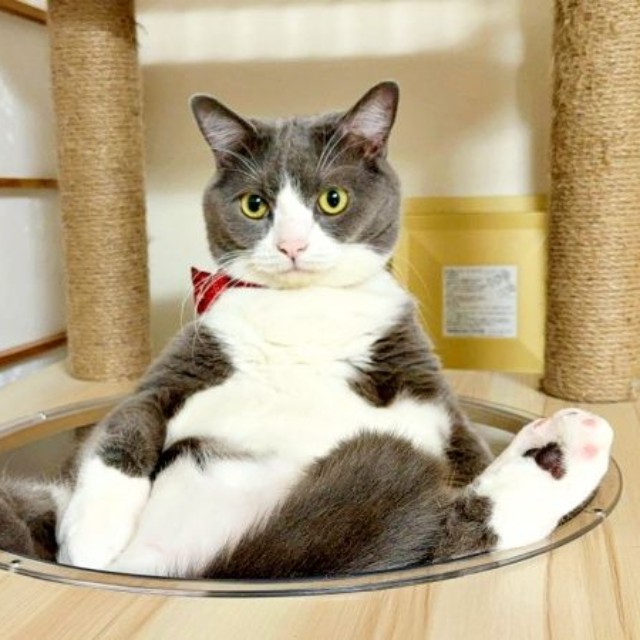 「中に人はいってる？」 ぐでーんと座るごましおくん（画像提供：わがやのねこさん）