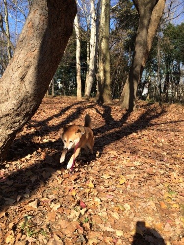 落ち葉のかさかさ音にテンションがあがってダッシュ！