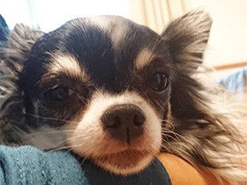 誰とでも仲良くなれるよ　チワワの「エカテリーナ」