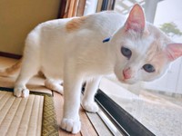 「おめでとう！」 1歳の誕生日に多くの祝福を受けた福くん（画像提供：888さん）