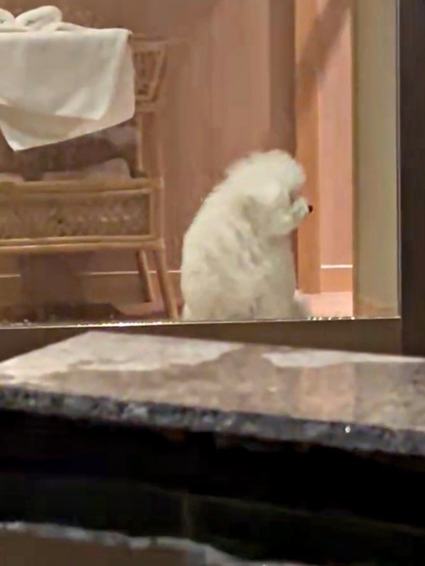 戸惑った様子のぴぷすくんは、チラッと別室を見つめます（画像提供：しろいぬ（ぴぷす）さん）