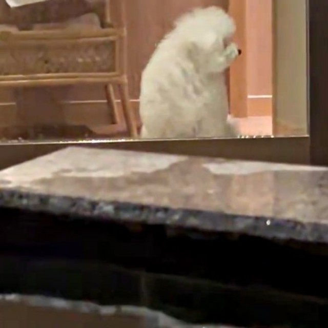 戸惑った様子のぴぷすくんは、チラッと別室を見つめます（画像提供：しろいぬ（ぴぷす）さん）