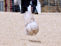 「飛行尻」！？ 二度見必至、走るすずめちゃんの後ろ姿（画像提供：チワマルすずめさん）