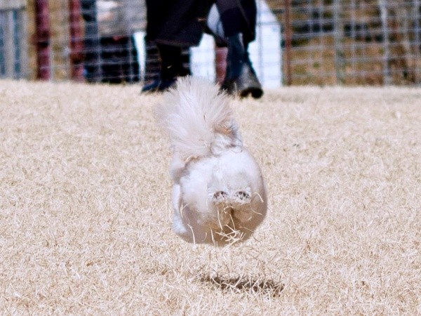 「飛行尻」！？ 二度見必至、走るすずめちゃんの後ろ姿（画像提供：チワマルすずめさん）
