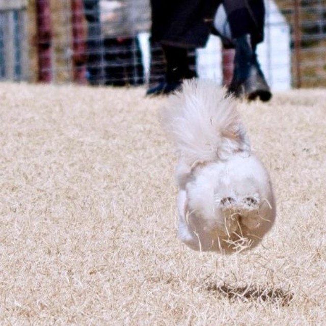 「飛行尻」！？ 二度見必至、走るすずめちゃんの後ろ姿（画像提供：チワマルすずめさん）