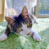 子猫のときのタレ目からキリッとした目元に変わったナナくん（画像提供：カカオとナナと飼い主ネモさん）