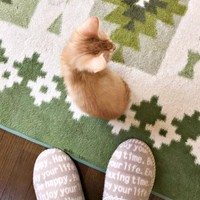 お迎え当時、小さかったちいちゃん（画像提供：ちーちゃん-Mari-うるちゃんさん／Instagram）