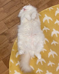 ぽて〜んとへそ天＝ぽてねのアポロさん（@Hachicotton）提供