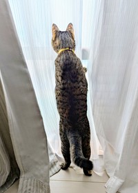 お得意の『二足立ち』をするたまちゃん。後ろ姿も素敵です（画像提供：にゃんこ先生さん）