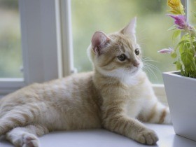猫がけいれん、おしっこが出ない、呼吸が荒い…　すぐ動物病院へ