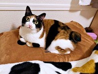 飼い主さんの枕を占拠したてぃらのちゃん（画像提供：てぃらのさん）