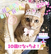 10歳の誕生日を迎えた彩月ちゃん（画像提供：彩月＆萌花にゃんさん）
