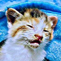 保護時、生後わずか3週間ほどだったサラちゃん（画像提供：にゃさん）