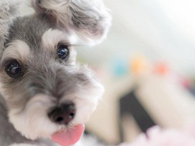 ７歳の誕生日に、思わず涙した優しいできごとが大切な思い出　ミニシュナ「ミル」