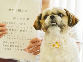 二度目の挑戦で警察犬に合格、シーズー「まる」