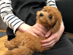 店員の「飼いやすい」の言葉で迎えたトイプーの子犬　おてんばすぎる様子に戸惑う一家