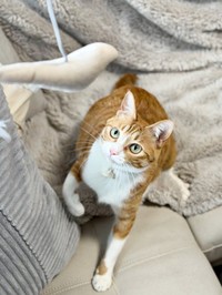 猫じゃらしを狙うラテちゃん（画像提供：保護猫ラテちゃん）