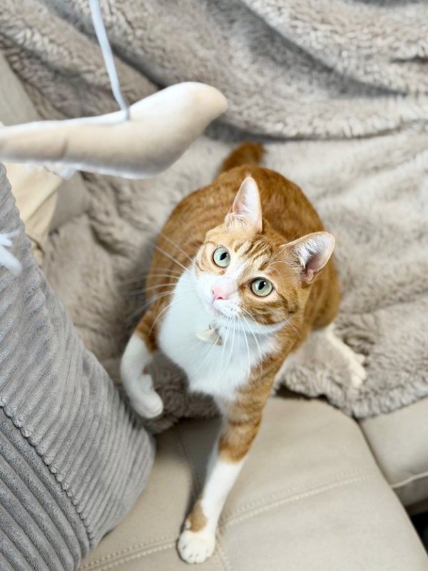 猫じゃらしを狙うラテちゃん（画像提供：保護猫ラテちゃん）