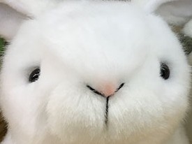 動物福祉のためリアルな毛皮はＮＯ　おしゃれはフェイクファーで