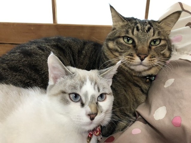 飼い主さんも驚いた、奇跡のツーショット