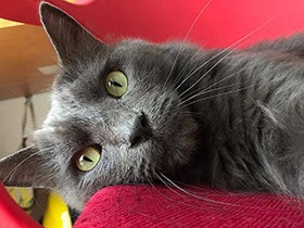 暑い部屋でも女優さながらの涼しげな顔　MIX猫「ミャー音」　