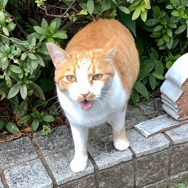 大学周辺で暮らしていたころのチャーリー（斎藤さん提供）