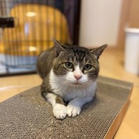 飼い主さんを見つめる喜次郎くん（画像提供：茶トラ猫のニャン太とキジシロの喜次郎さん）