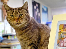 地域ネコの「ニャー」が観光案内所長に！ 駅の待合室で大人気