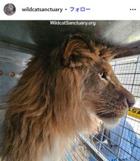 ザ・ワイルドキャット・サンクチュアリのインスタグラム@wildcatsanctuaryより