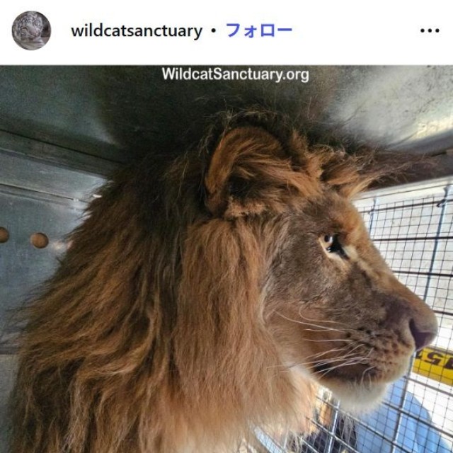 ザ・ワイルドキャット・サンクチュアリのインスタグラム@wildcatsanctuaryより