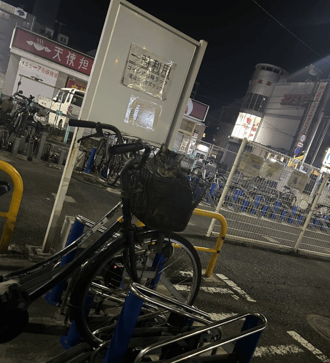 自転車で帰ろうとおもったら先客が！？（投稿主提供）