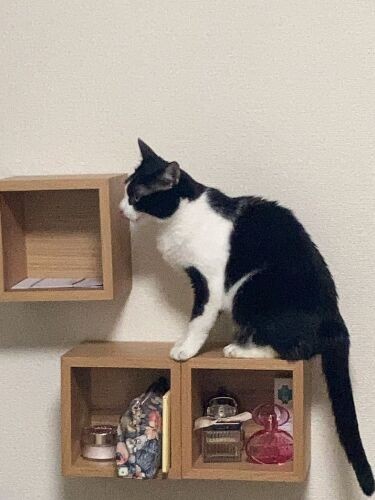 すりガラスの窓から外が見づらいので、「糸ちゃんが楽しめる場」を作ったそうです（なみさん提供）