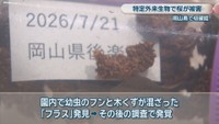 園内で幼虫のフンと木くずが混ざった「フラス」