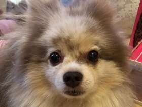 いつもはニコニコ顔のポメ「アズール」　突然の撮影にビックリ顔