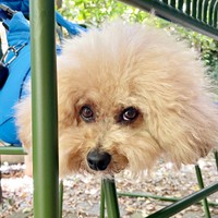 こちらをチラ見！ 人間のような表情がかわいらしいポテチくん（画像提供：ポテチやでさん）