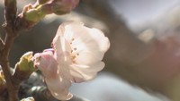 高松で桜が開花　平年より2日、去年より7日遅い開花　4月6日に満開の予想
