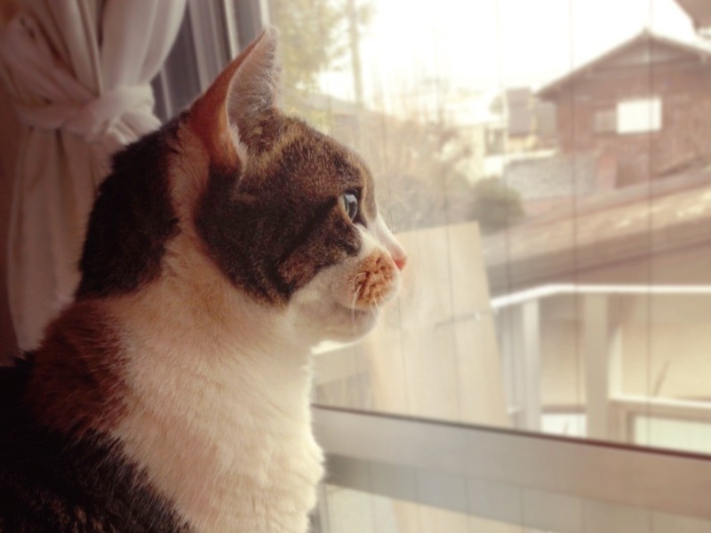 窓辺のポチ　（山田さん提供）