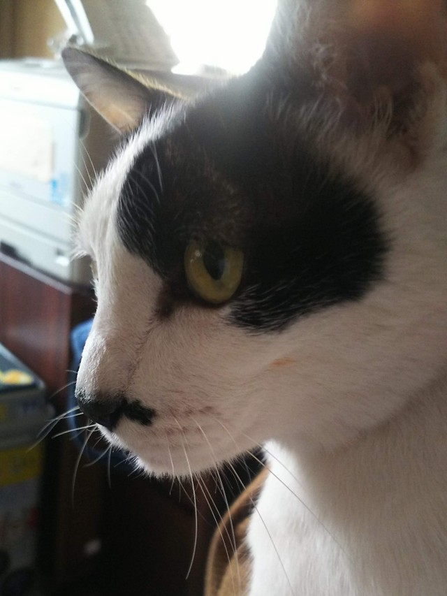 キリッとした横顔のみぃくん