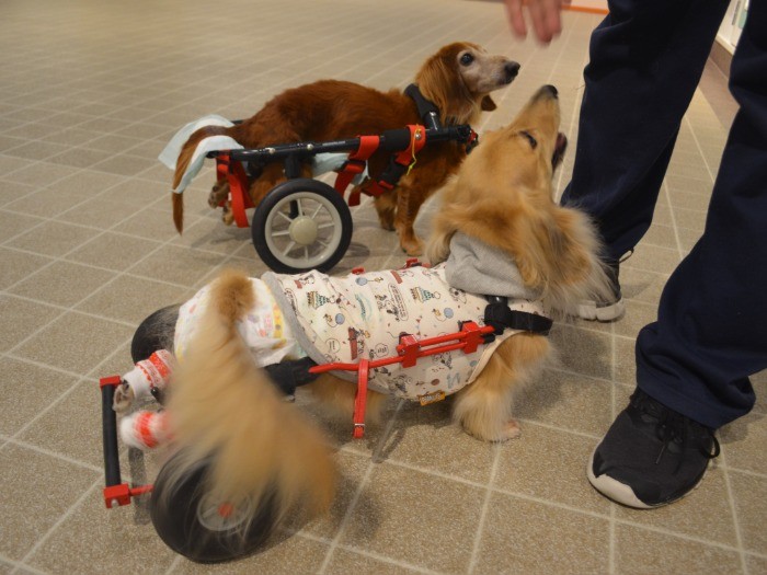 介護を受ける犬（WANCOTTで）