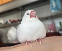安心した様子でかいぬしさんの手の甲で眠るとぅんちゃん（提供：かいぬしさん）