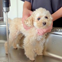 マッサージされながら洗われるこぐまちゃん（画像提供：こぐまとこぐみさん）