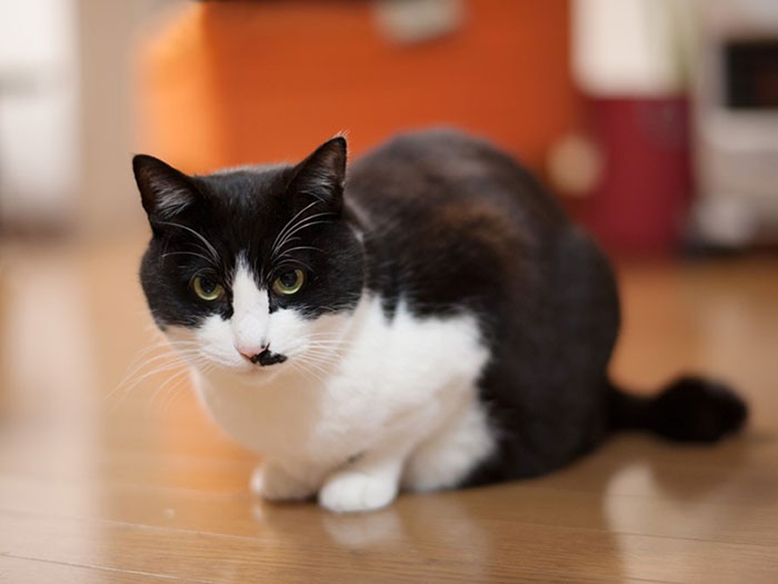 「石油ストーブの前って、どうも落ち着かない」（小林写函撮影）